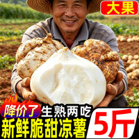 豔疅 湖北凉薯净重 5 斤