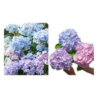 海蒂的花园 大花绣球莎伦 15cm盆 含盆 仿真花卉