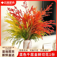 云舍花卉 千层金鲜花花束1份混色中秋节观赏干花永生花节日限定源头直发