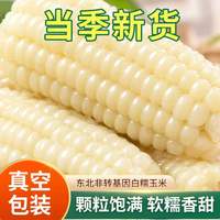 佟小满 老式笨玉米东北白糯玉米 香甜软糯 真空包装 即食健康轻食粗粮 白糯中棒200g*10棒