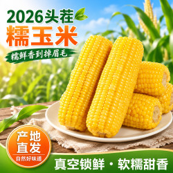 佟创 2026新鲜头茬黄糯玉米中秋礼品 正宗东北甜玉米 软糯香甜粘真空装 精品果｜黄糯玉米8支 单棒约250g整根