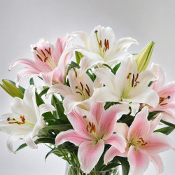 吉米鹿 香水百合花鲜花