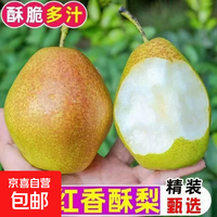 红香酥2026年新梨香酥梨水果 生鲜礼盒 农产品 特产礼物 带箱2斤（净重1.6-1.8斤)