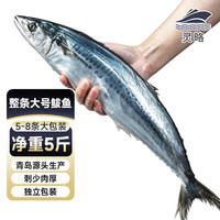 灵略 青岛海捕大鲅鱼整条净重5斤(5-8条)马鲛鱼海鲜生鲜鱼类