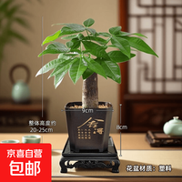 发财树盆栽中式禅意四季常青好养 单杆发财树+舍得树脂盆+方型底座