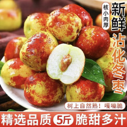 沃野河畔 山东沾化冬枣 一代大果16-24g 5斤