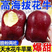 天水花牛苹果 甘肃天水花牛苹果 红蛇果