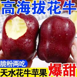 天水花牛苹果 甘肃天水花牛苹果 红蛇果