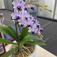 艾莹 小茴紫蝴蝶兰 带短花剑 基地原盆