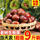 黄六爷 新鲜丹东板栗生栗子 臻品特大果 5斤 32mm+ 净4.5-5斤