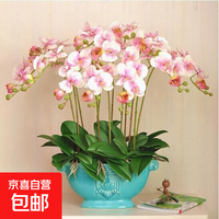蝴蝶兰花苗盆栽室内观花植物桌面阳台年宵花卉四季开花绿植花卉 大富贵蝴蝶兰