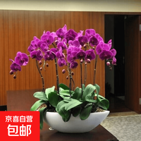 蝴蝶兰花苗盆栽室内观花植物桌面阳台年宵花卉四季开花绿植花卉 小女孩蝴蝶兰