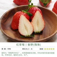 移动端：天狼 月季草莓90#盆阳台庭院家庭养护四季种植水果苗新手推荐