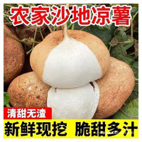 凉薯 净重4.5斤 中大果