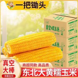 一把锄头 2600g10棒1300g5棒东北黄糯玉米新鲜甜糯玉米真空玉米棒