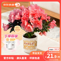 云选花礼 杜鹃花苗盆栽带花苞