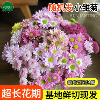 花间町 混色小雏菊5支
