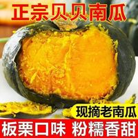 夏凡凡 正宗贝贝南瓜板栗味带箱新鲜直发粉糯宝宝辅食老南瓜
