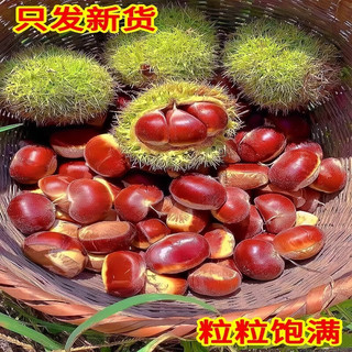 黄六爷 丹东板栗 28-32mm大果 带箱5斤
