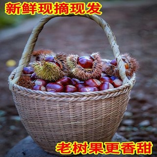 黄六爷 丹东板栗 28-32mm大果 带箱5斤