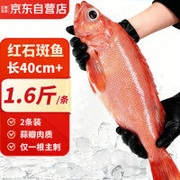 云储生活红石斑鱼海捕鲜活冷冻大眼鱼整条富贵鱼鱼类净重3.2斤共1.6斤/*2