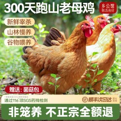 乡公馆 农家散养 土鸡  包装 整只 1100g
