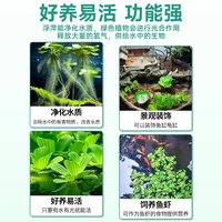 疯狂水草 水草水培 一叶莲 水芙蓉 养龟鱼池造景直接入缸 水上烟花 5颗