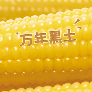 北纬47° 黄糯玉米段