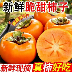农果淳 正宗巧克力冰糖脆柿子10斤新鲜水果应季脆甜硬红火晶大软当季整箱
