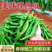 新鲜薄皮螺丝椒1斤 口感脆嫩香辣浓郁农家直供当季青辣椒家常炒菜蔬菜 螺丝椒1斤