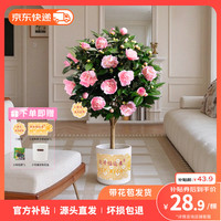 云选花礼 四季山茶花苗盆栽