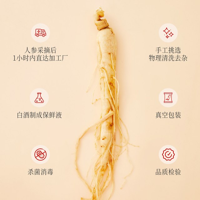 采芝林 广药采芝林4-5年足龄新鲜整根煲汤保鲜人参