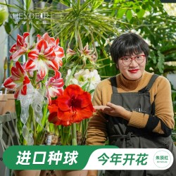 海蒂的花园 旗舰店进口朱顶红种球多年生球根花卉盆栽阳台植物