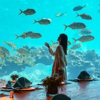 三亚海棠湾洲际2-3晚  选含正餐/海底餐厅晚餐