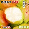 亨泰丰源 小香梨 酥梨 现摘现发 小香梨净重4.5斤香酥梨