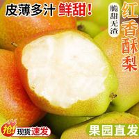 亨泰丰源 小香梨 酥梨 现摘现发 小香梨净重4.5斤香酥梨