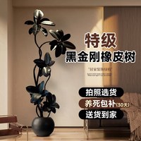 雅致 橡皮树 1.65-1.75米（白色圆球树脂盆）