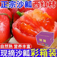 4.5斤彩箱新鲜沙瓤西红柿现摘水果番茄生吃柿子露天批发自然熟