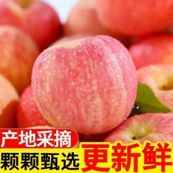 陕西红富士苹果当季新鲜水果一级脆甜冰糖心孕妇包邮保存自然发货