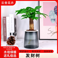 云舍花卉 发财树盆栽室内办公室工位绿植装饰送礼新手好养花期长四季常绿 单杆发财树20-30cm高