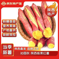 沁园秋 陕西板栗红薯中果（净重8斤+）