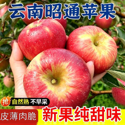 贡鲜果农 云南昭通丑苹果脆果新果丑苹果当季新鲜采摘水果 净重4.5-5斤70-79mm