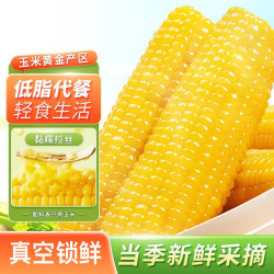 佟创 东北黄糯玉米棒甜糯玉米 新鲜真空黏甜玉米生鲜 东北黄糯玉米220g