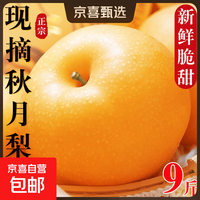 京喜 山东秋月梨 新鲜水果莱阳冰糖梨 当季新鲜水果脆甜现摘梨子 中果