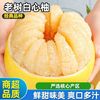 正宗福建白心蜜柚