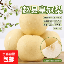 京喜 赵县皇冠梨正宗河北赵县梨新鲜水果产地直发 带箱5.2斤净重4.6斤大果230g