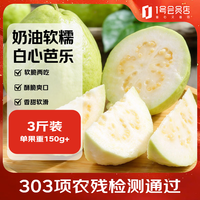趣尝鲜 广东奶油白心芭乐净重3斤 单果150g+ 新鲜水果包邮直发