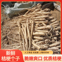 （农户直销）新鲜桔梗个子尝鲜狗宝桔梗咸菜批发商用鲜桔梗应季尝鲜