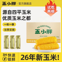 玉小胖 26年头茬新东北四平黄糯玉米棒 真空包装软糯香甜黏 低脂粗粮早餐 黄糯玉米8根*220g