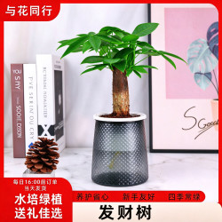 与花同行 发财树盆栽室内工位绿植送人礼物招财好养易活养护省心中式盆景 单杆发财树+轻奢钻石储水盆